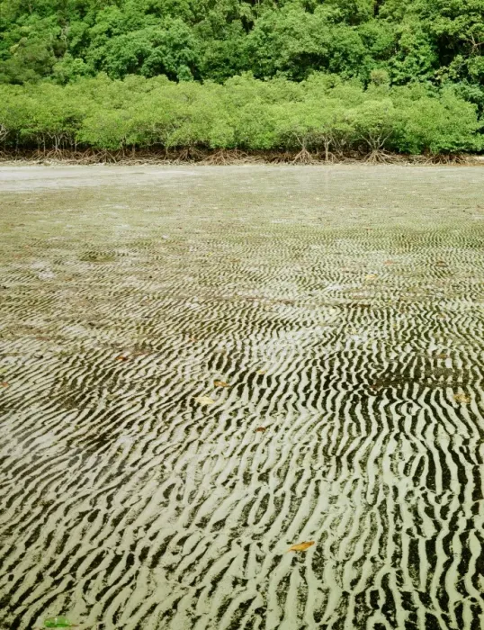 Framed Print : Mangrove - Fringing inlet, at low tide, Cape Tribulation Section, Daintree National Park, Queensland, Australia JFL00134 Framed Print : Mangrove - Fringing inlet, at low tide, Cape Tribulation Section, Daintree National Park, Queensland, Australia JFL00134