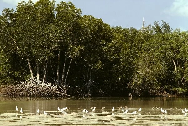 Mangrove - With gulls in foreground - Arnhemland, coast, Northern Territory, Australia JPF00801