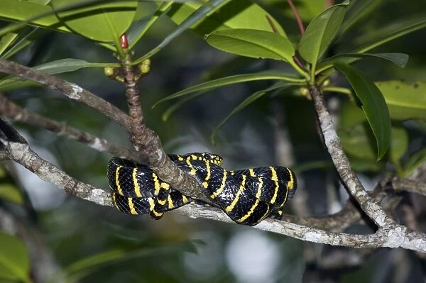 Mangrove Snake  /  Cat-eyed Snake  /  Cat Snake - wrapped-around branch overhanging water in mangrove forest in Sabang, Palawan, Philippines. February. Ph41. 1272