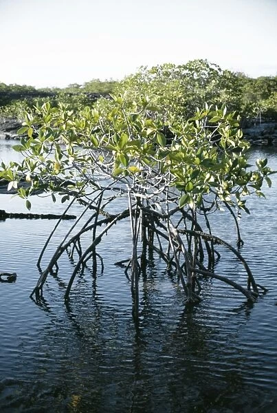 Mangrove Stand AW 652 In water P. Espinosa Fernandina, Galagagos © Adrian Warren  /  ARDEA LONDON