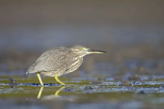 Framed Print : Mangrove  /  Striated Heron - showing plumage of immature bird - feeding on small fishes found in the pools in tidal mudflats around mangrove habitat - Queensland - Australia