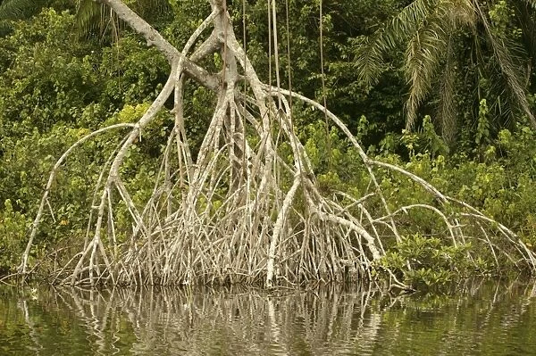 Mangrove Swamp  /  Forest Congo, Central Afria