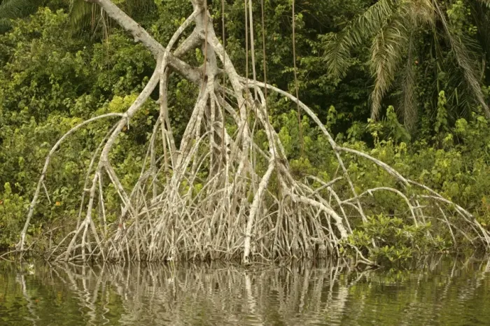 Framed Print : Mangrove Swamp / Forest Congo, Central Afria Framed Print : Mangrove Swamp / Forest Congo, Central Afria