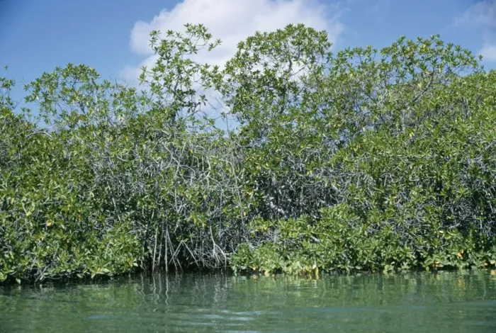 Framed Print : Mangroves AW 650 Turtle Cove Santa Cruz, Galapagos Island. © Adrian Warren / ARDEA LONDON Framed Print : Mangroves AW 650 Turtle Cove Santa Cruz, Galapagos Island. © Adrian Warren / ARDEA LONDON
