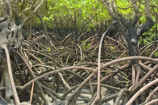 Mangroves - precious and rare mangrove habitat at Cape Tribulation at low tide. The jumble of roots is clearly visible - Cape Tribulation National Park, Wet Tropics World Heritage Area, Queensland, Australia