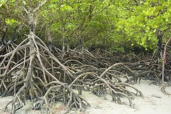 Mangroves - precious and rare mangrove habitat at Cape Tribulation at low tide. The jumble of roots is clearly visible - Cape Tribulation National Park, Wet Tropics World Heritage Area, Queensland, Australia