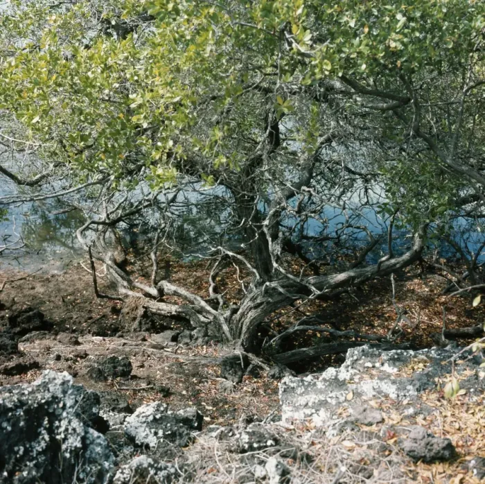 Framed Print : Mangroves SG 8418 James Island, Galapagos Islands. © ARDEA LONDON Framed Print : Mangroves SG 8418 James Island, Galapagos Islands. © ARDEA LONDON