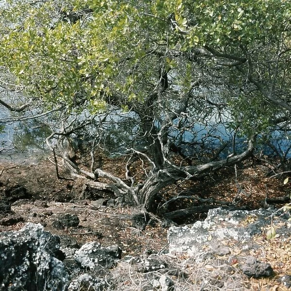 Mangroves SG 8418 James Island, Galapagos Islands. © ARDEA LONDON