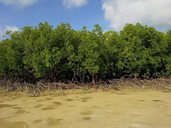Mangroves - survive well along Queensland's tidal sand flats providing a haven for many young marine animals - Northern Queensland, Australia