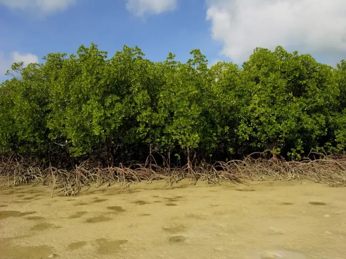 Framed Print : Mangroves - survive well along Queensland's tidal sand flats providing a haven for many young marine animals - Northern Queensland, Australia Framed Print : Mangroves - survive well along Queensland's tidal sand flats providing a haven for many young marine animals - Northern Queensland, Australia