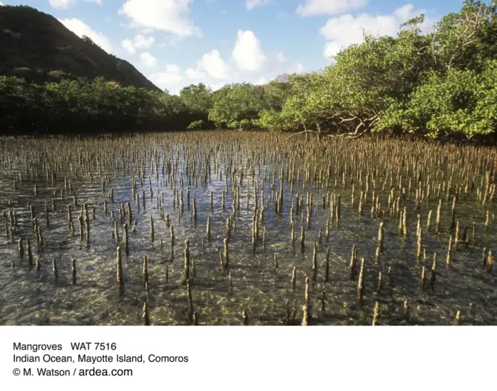Framed Print : Mangroves WAT 7516 Indian Ocean, Mayotte Island, Comoros © M. Watson  /  ardea. com