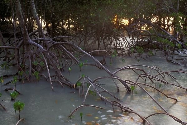 Mangroves - West Alligator Head, Kakadu National Park (World Heritage Area) - Northern Territory, Australia JPF51415