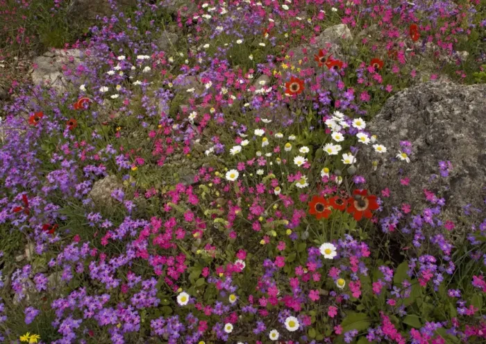 Framed Print : The Mani peninsula in spring - stunning display of flowers. Calabrian soapwort (magenta), peacock anemone (scarlet), stocks, cranesbills etc Framed Print : The Mani peninsula in spring - stunning display of flowers. Calabrian soapwort (magenta), peacock anemone (scarlet), stocks, cranesbills etc