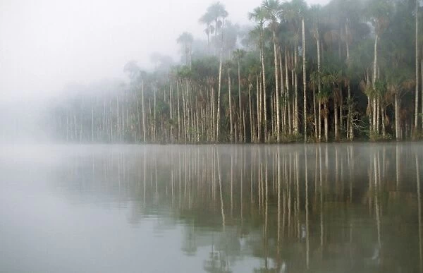 Maniche Palm - swamp dwelling species of the Amazon. Amazon Basin