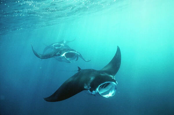 Manta Ray - group or squadron feeding with mouth open, on plankton along current line. Marquesas Islands, French Polynesia