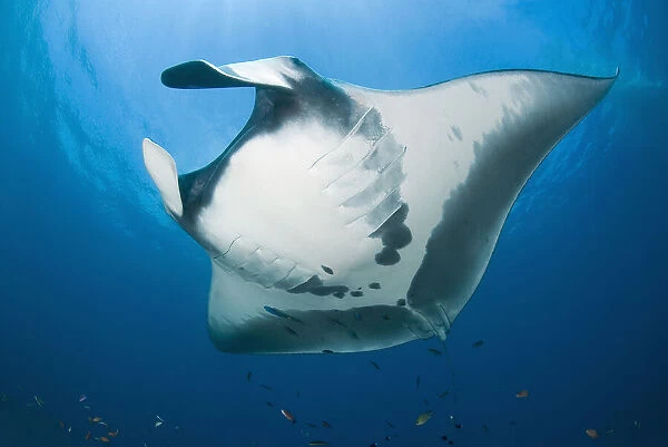 Manta ray's (Manta birostris) underside