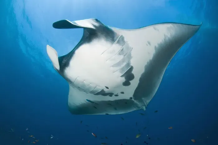 Framed Print : Manta ray's (Manta birostris) underside Framed Print : Manta ray's (Manta birostris) underside