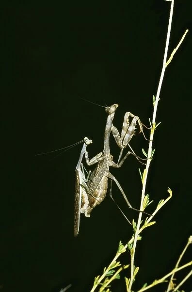 Mantis PS 3580 Pair Mating © Peter Steyn  /  ARDEA LONDON