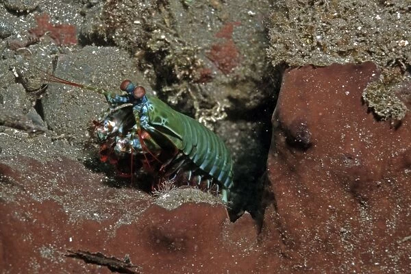 Mantis Shrimp - this bright little carnivore hunts mainly at night. They have blades on their tails that can cut a finger to the bone. Milne Bay, Papua New Guinea
