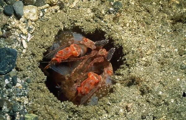 Mantis Shrimp Indonesia