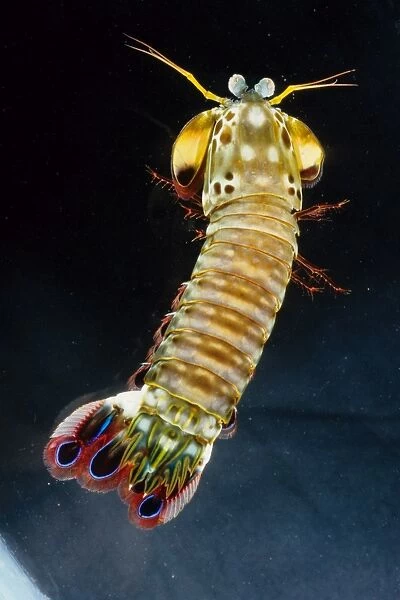 Mantis shrimp (Odontodactyllus scyllarus) get their name from their resemblance to preying mantis. They both have compound eyes and strong hinged fore legs for catching prey (fish and other crustaceans in the case of the mantis shrimp)