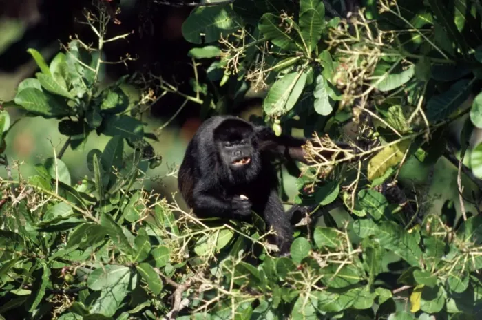 Framed Print : Mantled Howler Monkey Panama Framed Print : Mantled Howler Monkey Panama