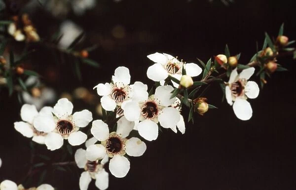 Manuka  /  New Zealand Tea Tree - white flowers are the original wild form. Medicinal uses