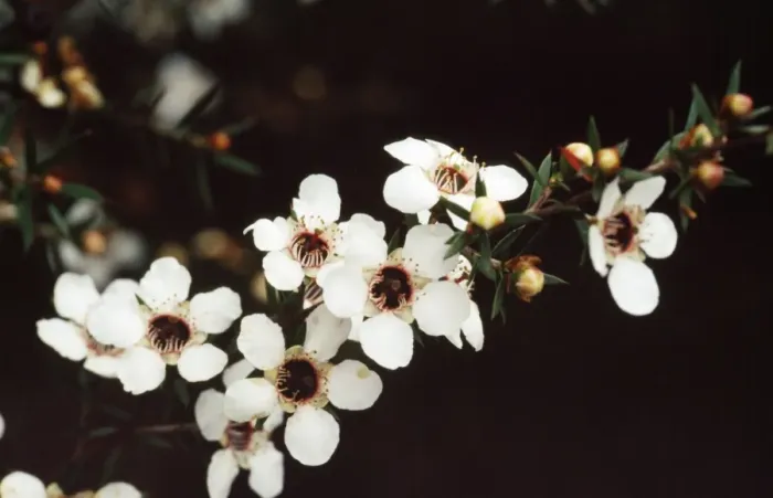 Framed Print : Manuka / New Zealand Tea Tree - white flowers are the original wild form. Medicinal uses Framed Print : Manuka / New Zealand Tea Tree - white flowers are the original wild form. Medicinal uses