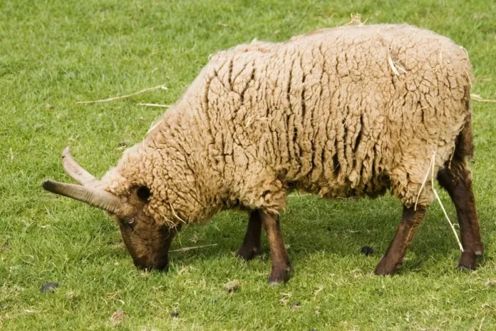 Framed Print : Manx Loghtan sheep - grazing. Rare Breed Trust Cotswold Farm Park Temple Guiting near Stow on the Wold UK. Originating in the Isle of Man this breed was probably brought over by Viking settlers. The sheep may grow from 2-6 horns Framed Print : Manx Loghtan sheep - grazing. Rare Breed Trust Cotswold Farm Park Temple Guiting near Stow on the Wold UK. Originating in the Isle of Man this breed was probably brought over by Viking settlers. The sheep may grow from 2-6 horns