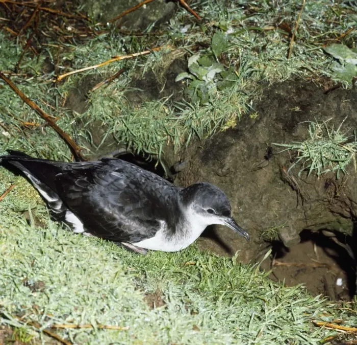 Framed Print : Manx Shearwater - at burrow entrance - Skomer Framed Print : Manx Shearwater - at burrow entrance - Skomer