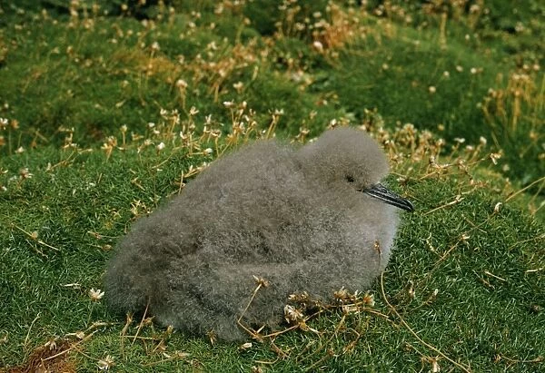 Manx Shearwater Chick, Puffin Island, Co Kerry
