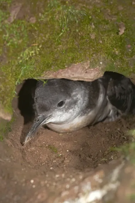 Framed Print : Manx Shearwater - at the entrance to its burrow Framed Print : Manx Shearwater - at the entrance to its burrow