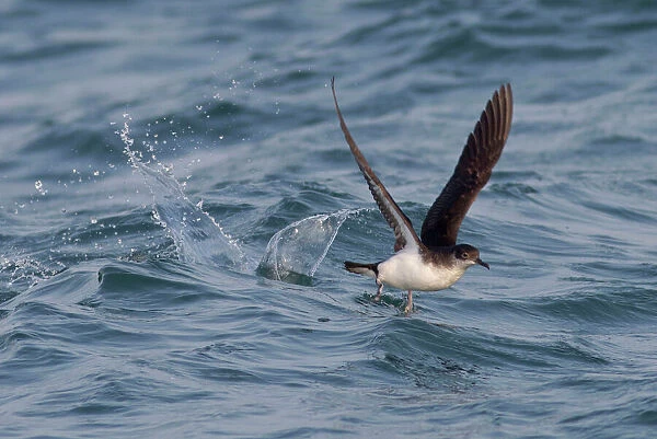 Manx Shearwater - in flight - running on the sea for take off - Dorset - UK