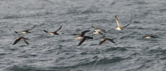 Framed Print : Manx Shearwater - in flight over the sea - Dorset - UK Framed Print : Manx Shearwater - in flight over the sea - Dorset - UK