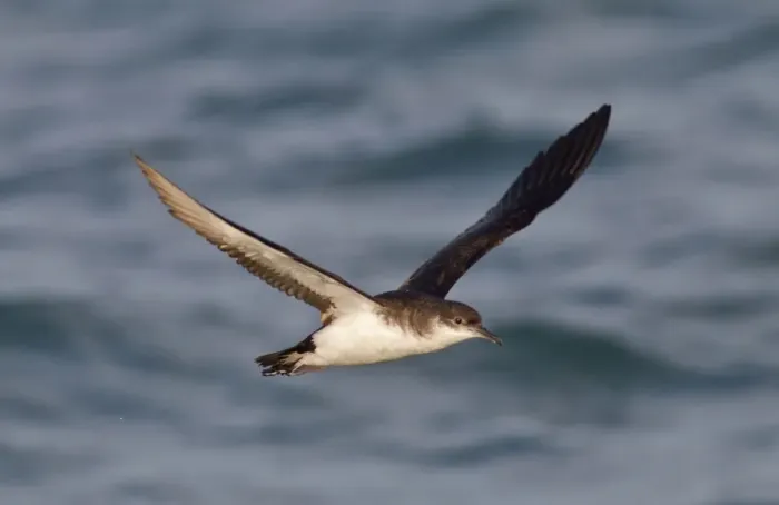 Framed Print : Manx Shearwater - in flight over the sea - Dorset - UK Framed Print : Manx Shearwater - in flight over the sea - Dorset - UK
