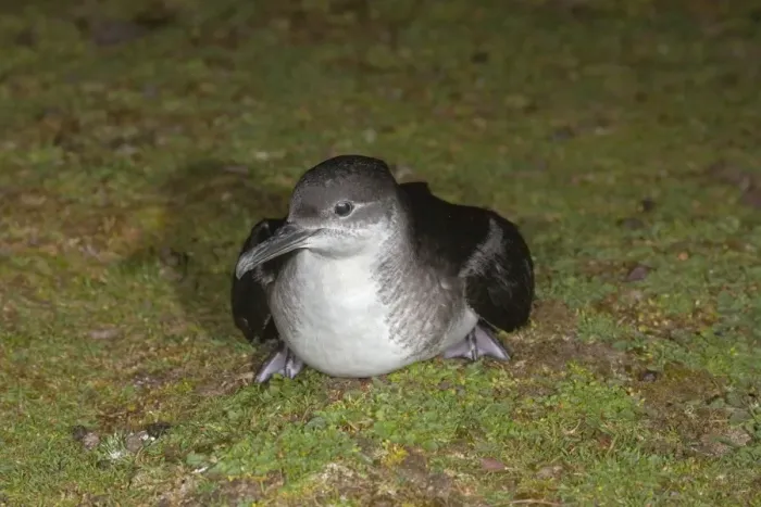 Framed Print : Manx Shearwater - on the ground - Skokholm Framed Print : Manx Shearwater - on the ground - Skokholm