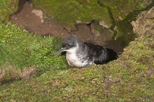 Manx Shearwater - outside nest burrow - Skomer - Wales - UK