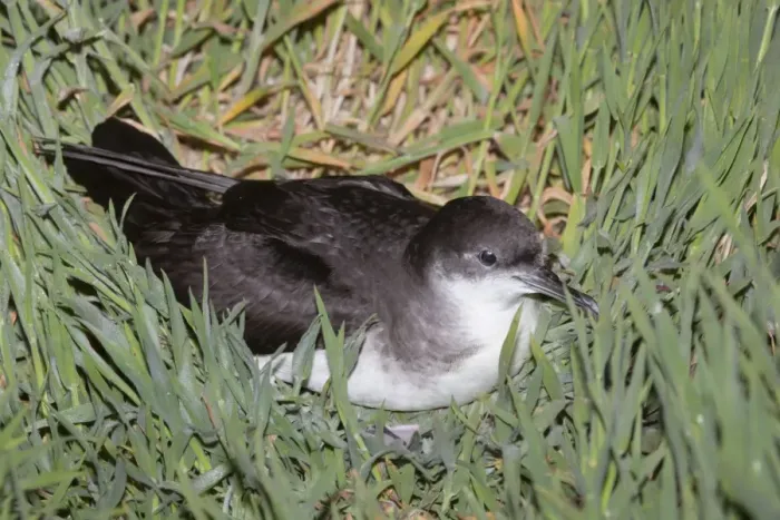 Framed Print : Manx Shearwater - Skomer - Wales - UK Framed Print : Manx Shearwater - Skomer - Wales - UK