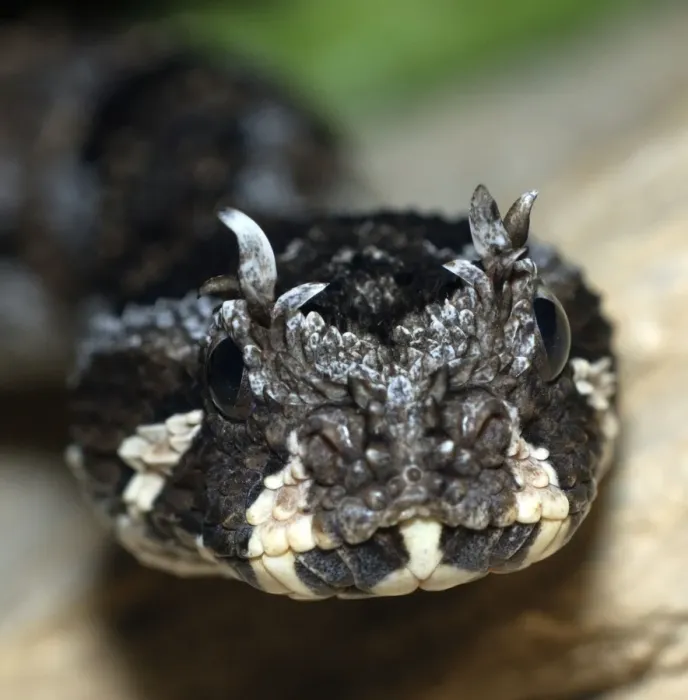 Framed Print : Many-horned Adder. South Africa Framed Print : Many-horned Adder. South Africa