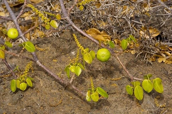 Manzanillo (Hippomane mancinella) ‚Ai with poisonous apple-like fruit