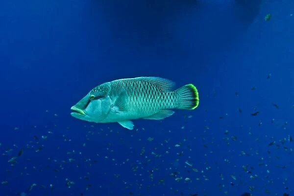 Maori Wrasse  /  Humpheaded Wrasse - female - All this family of fish are born female. They change sex when mature and can defend a harem of females from other males - Papua New Guinea