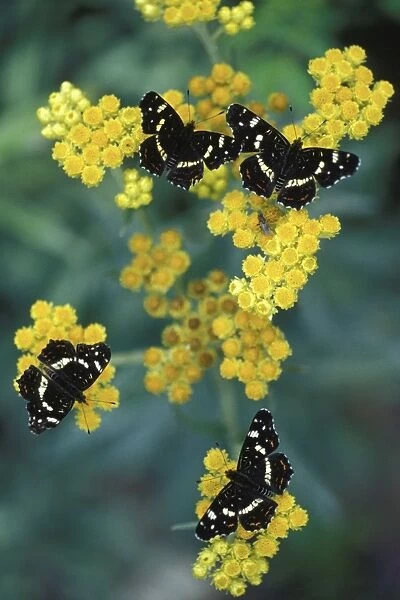 Map Butterfly - Four mature species of summer generation feeding on garden flowers. Lower Saxony, Germany