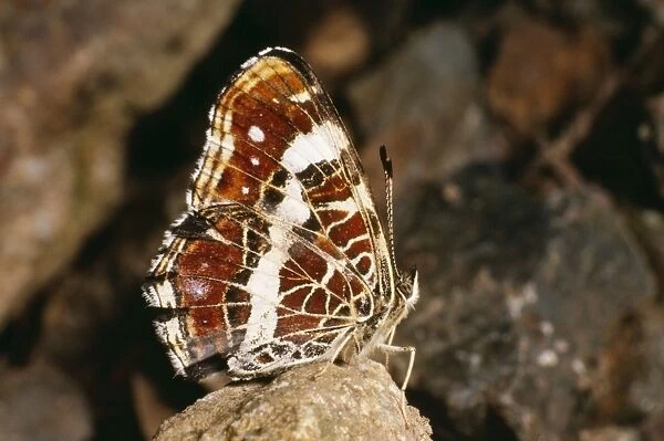 Map Butterfly ROG 5281 Wings Folded. Vosges, France. Araschnia Levana © Bob Gibbons  /  ARDEA LONDON