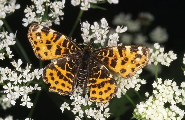 Map Butterfly - seasonally dimorphic, spring generation