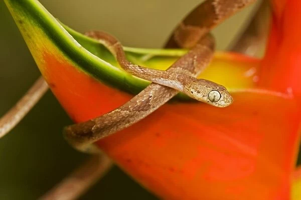 Mapepire Corde Violon  /  Blunthead Tree Snake - Costa Rica