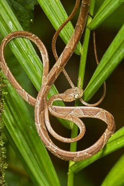 Mapepire Corde Violon  /  Blunthead Tree Snake - Costa Rica