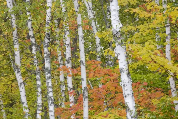 Framed Print : Maple and Birch Trees - in autumn colours - Upper Penninsular - Michigan - USA LA004535 Framed Print : Maple and Birch Trees - in autumn colours - Upper Penninsular - Michigan - USA LA004535