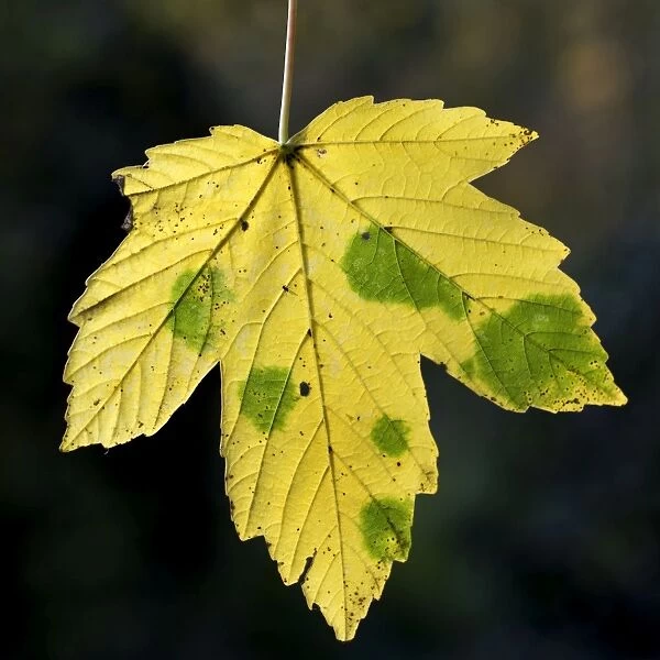 Maple Leaf - in autumn