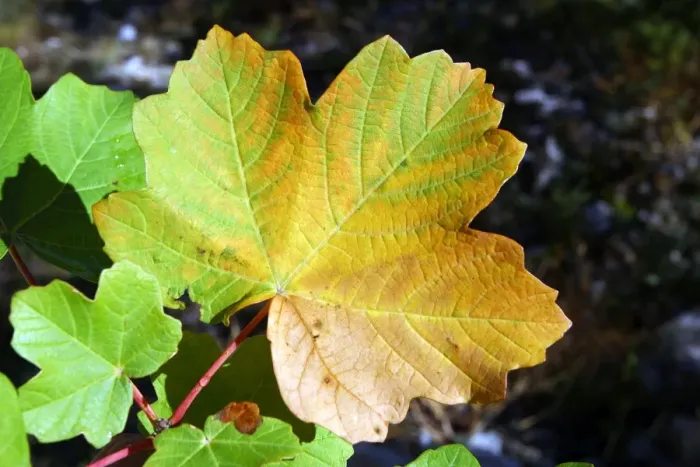 Framed Print : Maple - leaf in autumn. Nesque gorges, Vaucluse, Provence, France Framed Print : Maple - leaf in autumn. Nesque gorges, Vaucluse, Provence, France