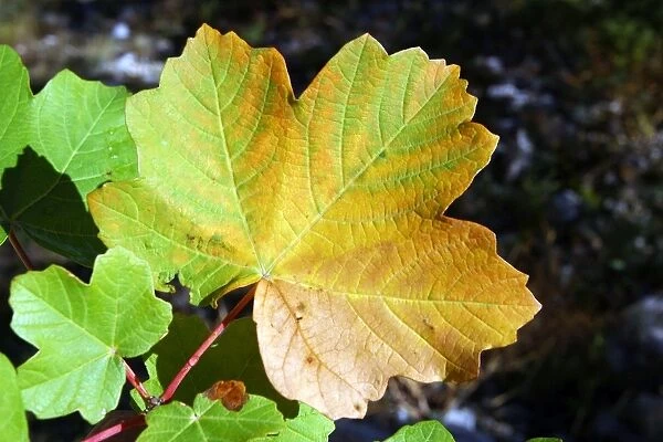 Maple - leaf in autumn. Nesque gorges, Vaucluse, Provence, France
